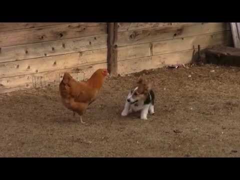 VIDEO Pas je počeo skakati oko kokoške, a onda je došla patka koja je njihovu igru preozbiljno shvatila