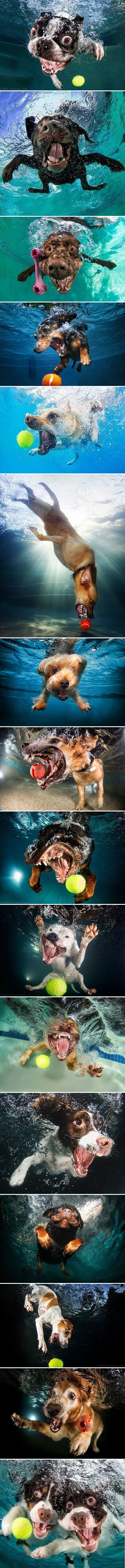 Umrijet ćete od smijeha kada vidite kako izgleda kad psi hvataju loptu u vodi
