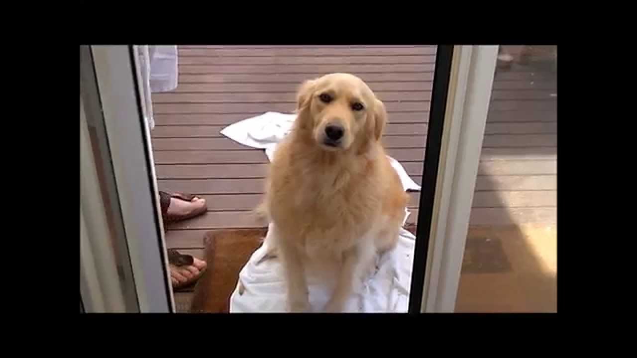 Njenim okicama nisu mogli odoljeti: Kujica se vratila kući i vlasnici donijela svoju igračku kako bi se ispričala