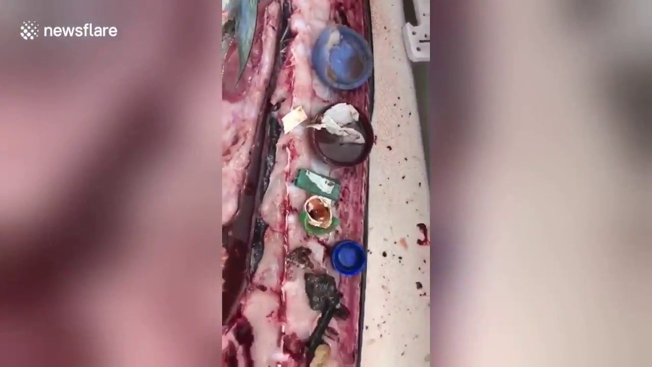 VIDEO Razrezao je ulovljenu ribu, a ono što je u njoj pronašao, upozorenje je za čitavo čovječanstvo
