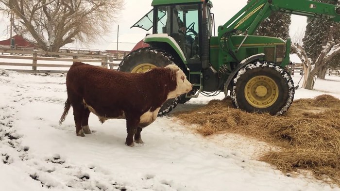 Biku se nije sviđao snježni pokrivač, pogledajte kako je uživao kad mu je farmer napravio krevet od sijena