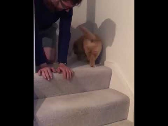 VIDEO Štene se bojalo sići niz stepenice, vlasnik mu je pokazao da to nije ništa strašno