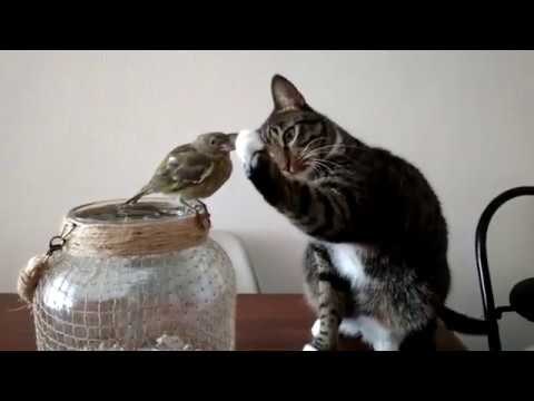 VIDEO Ova mica maca upoznala je novog kućnog ljubimca na presladak način