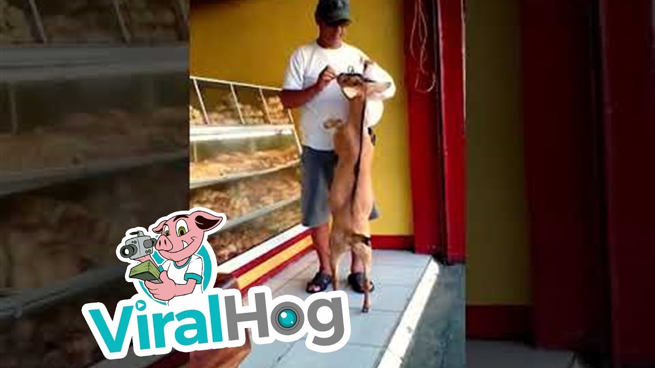 KOZA POSJETILA PEKARU Mislili su da je to vrhunac, no onda je s vlasnikom krenula prema motoru