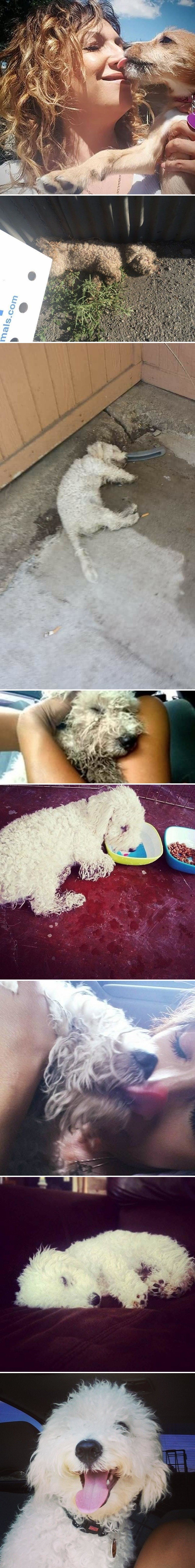 Volonterka je u suzama otišla pokupiti tijelo izmučenog psa, nije ni pomišljala da će joj to uljepšati dan