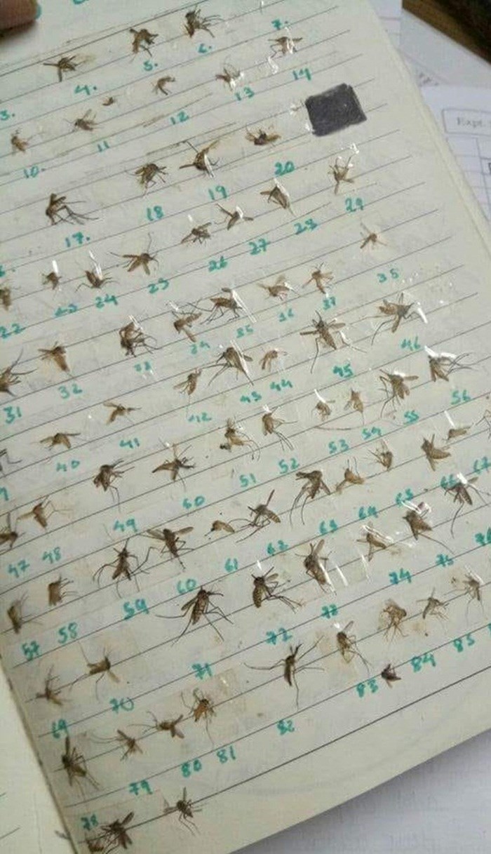 Netko je smislio bizaran hobi za ubijanje dosade preko ljeta