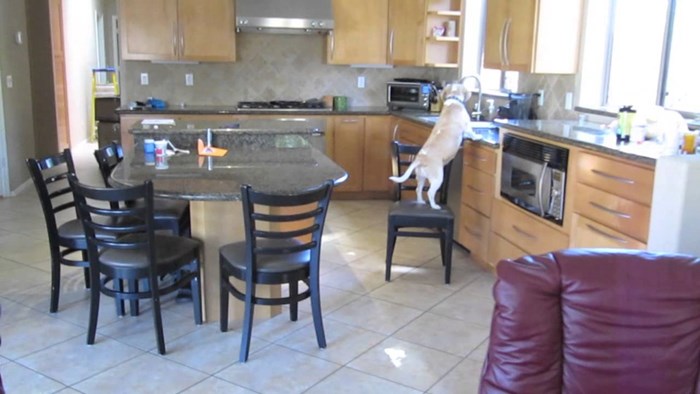 VIDEO Vlasnici su saznali što njihov pas radi kad nisu kod kuće, ova snimka ih je začudila