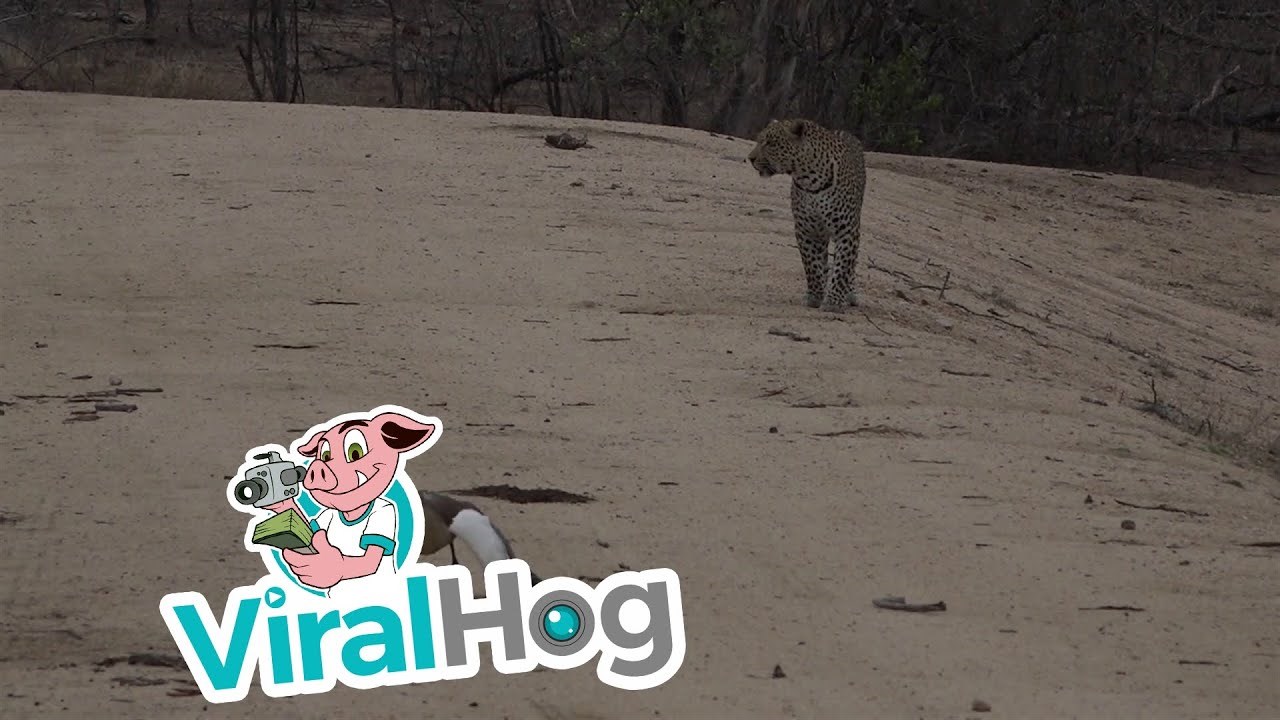 Mama guska je odglumila svoju najvažniju ulogu ikad i prevarila leoparda kako bi spasila svoje bebe