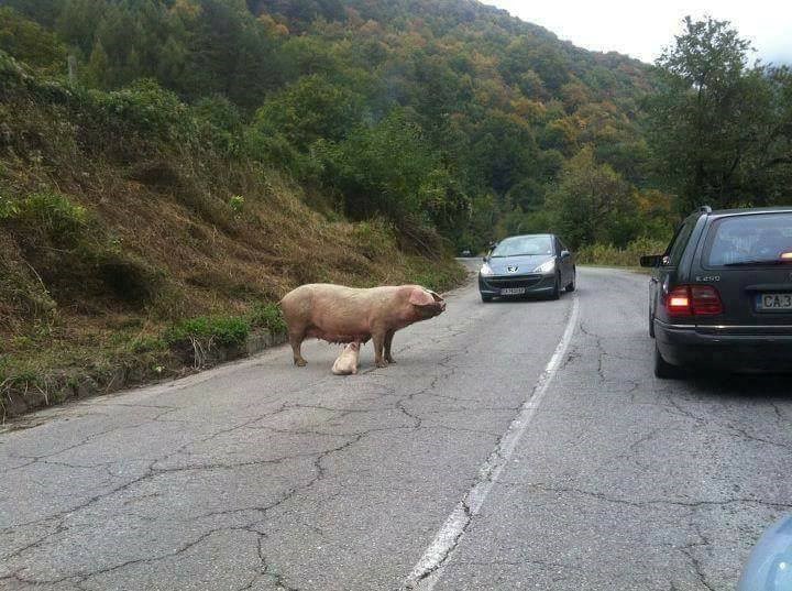 Bugari su se vozili kroz brda i šume pa odjednom ugledali nešto neobjašnjivo nasred ceste
