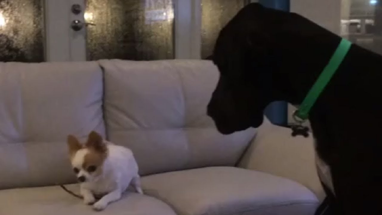 VIDEO Ogromni pas počeo je nezadovoljno mrmljati kad mu mali pas nije htio prepustiti poslasticu