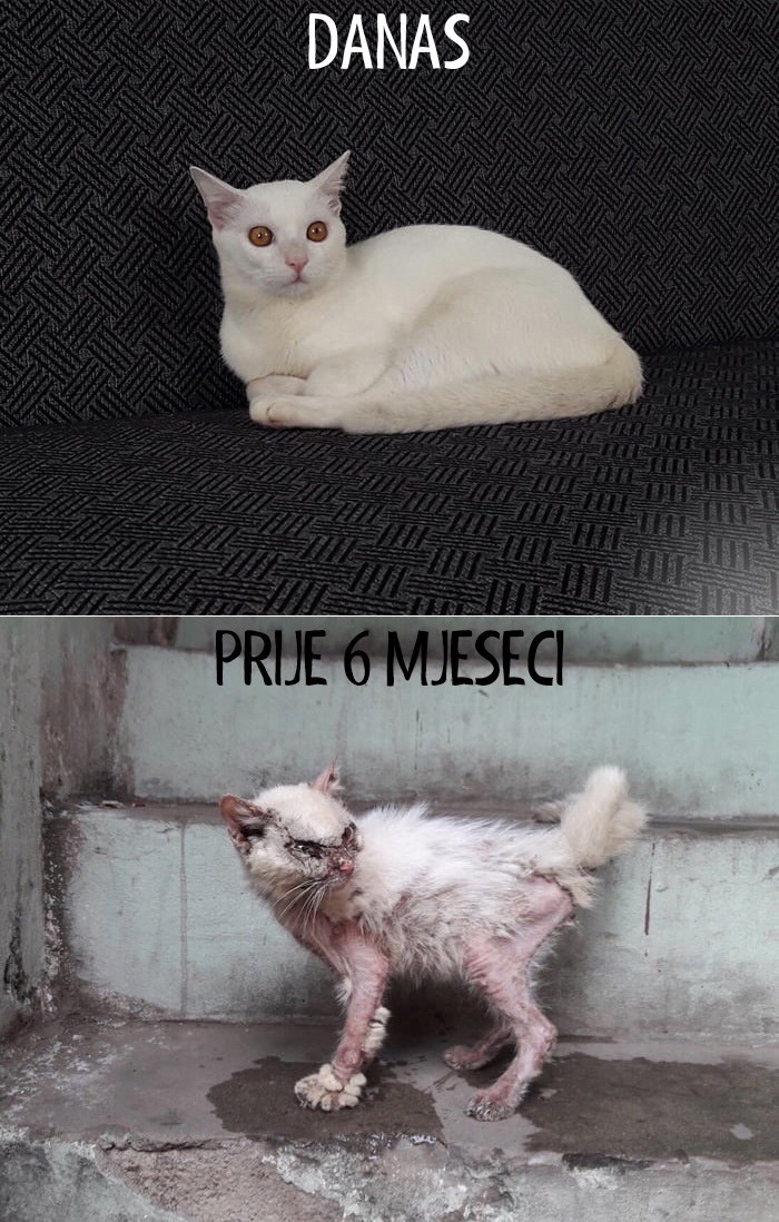 OD HLADNOG BETONA DO TOPLOG KAUČA Pogledajte kako je ova maca izgledala kad su je našli na ulici