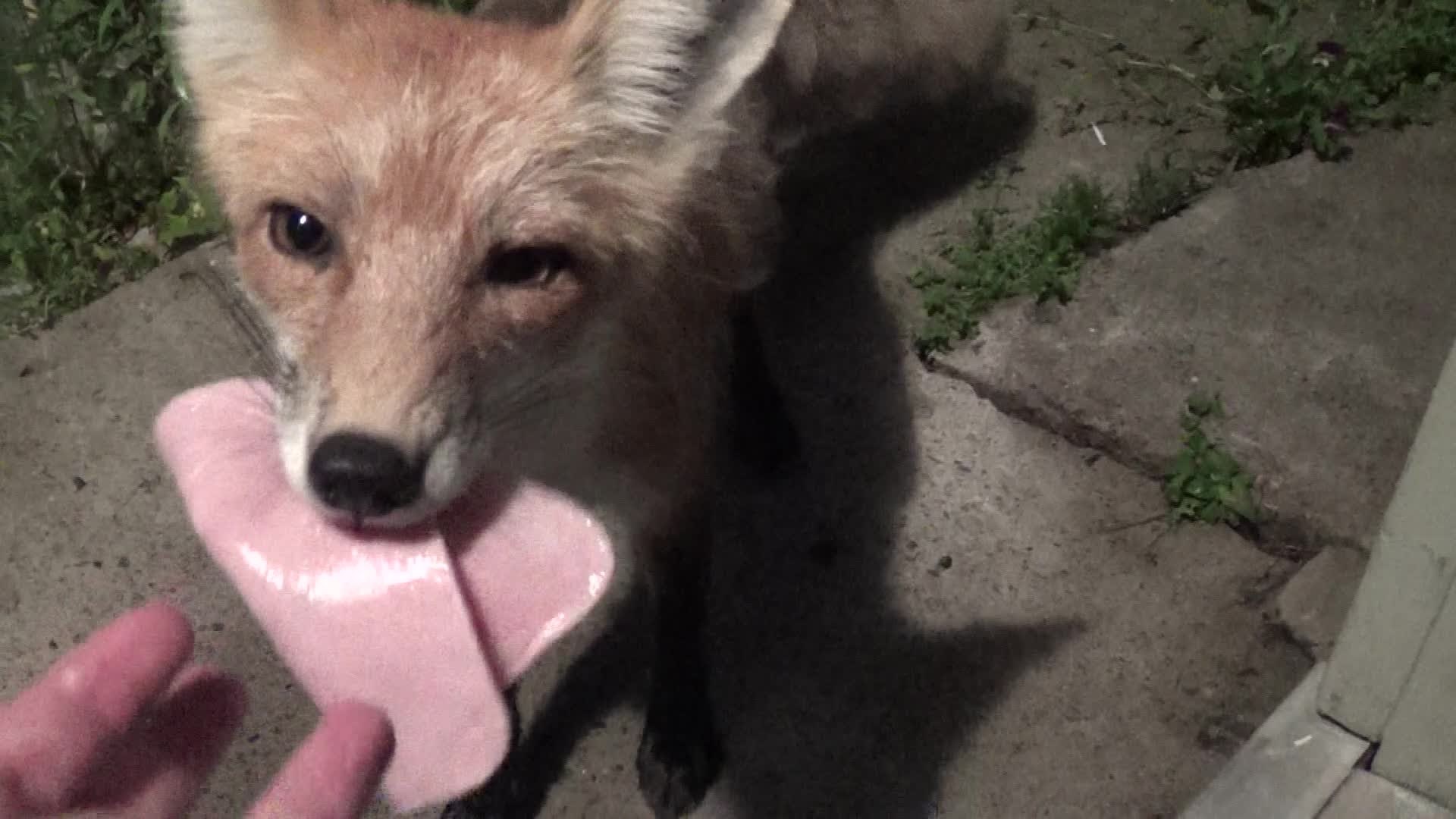 DIVLJA ŽIVOTINJA DOŠLA NA VRATA Pred kućom im se pojavila gladna lisica i osvojila njihova srca