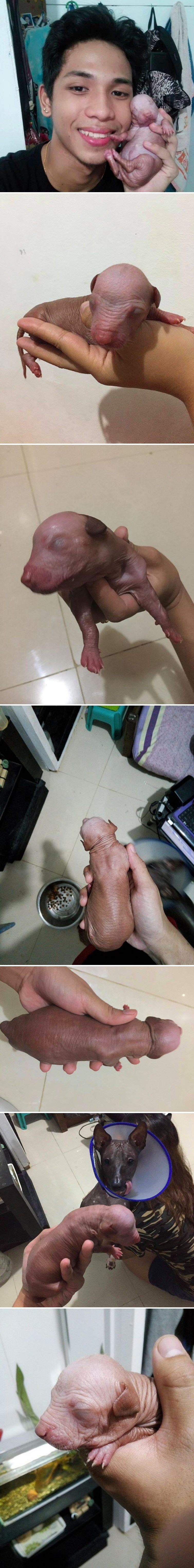 Vidite li vi zbog čega je Facebook ovom mladiću zabranio da objavi slike svoga psića?