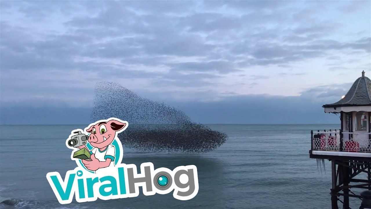 VIDEO Na obali mora snimio je prizor kakav se ne može vidjeti često