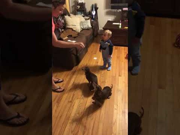 VIDEO Žena je psima davala zapovijed da sjednu, a onda je beba svojom reakcijom nasmijala obitelj
