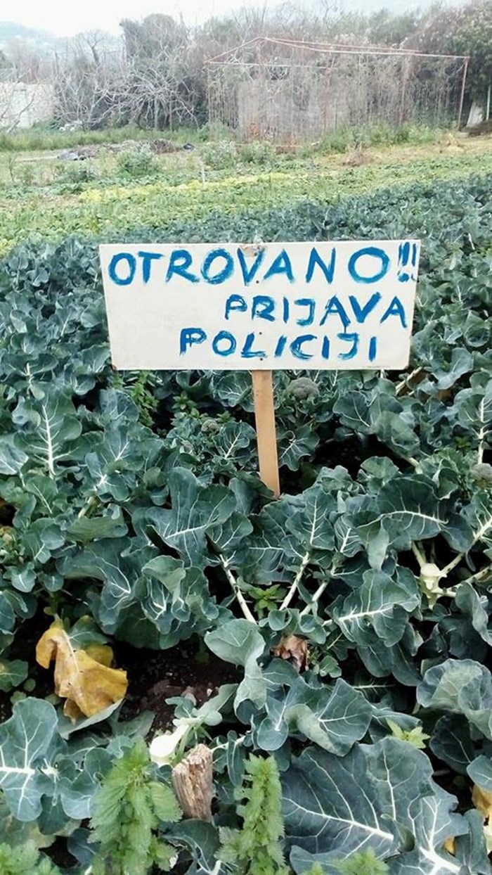 Netko je u Dalmaciji smislio kako stati na kraj lopovima koji uporno kradu povrće