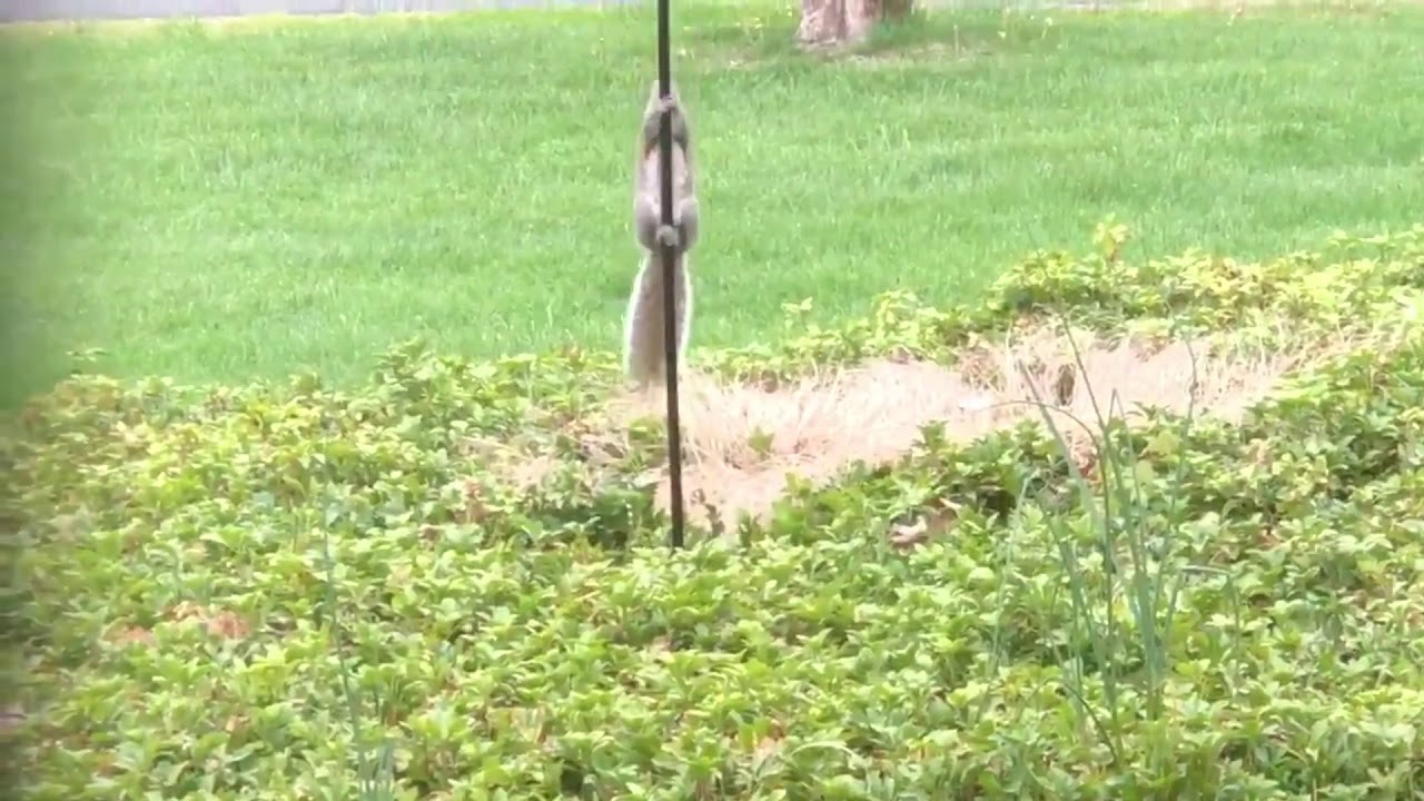 VJEVERICE KRADLJIVICE Hranilicu za ptice namazali su uljem pa snimili smiješnu scenu ispred kuće