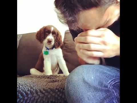 VIDEO Vlasnik je glumio da ga je pas jako ugrizao, nasmijat će vas reakcija zabrinutog ljubimca