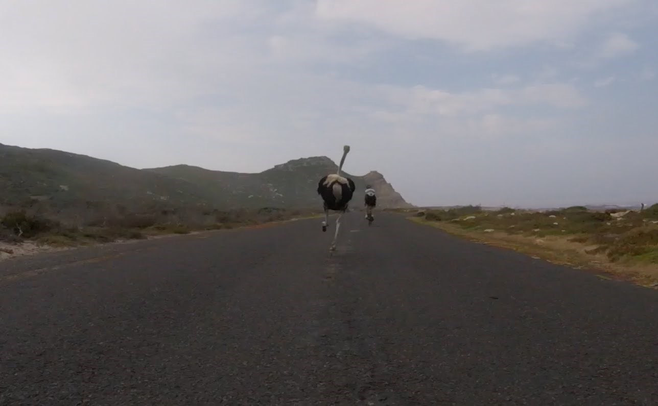 VIDEO Noj koji se iznenada priključio biciklističkoj utrci je najsmješnija stvar koju ćete danas vidjeti