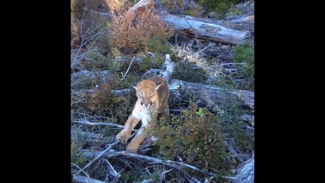 Muškarac hodao s psom po divljini pa naišao na pumu, napetu scenu je snimio i podijelio na internetu