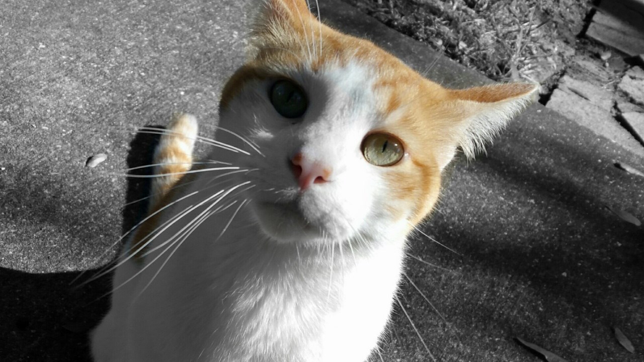 VIDEO Muškarac je mačku lutalici postao najbolji prijatelj, svakog dana ga dočeka na putu do posla