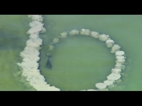 Dupini su počeli raditi krugove u plićaku, kamera je nekoliko trenutaka kasnije snimila nevjerojatan prizor