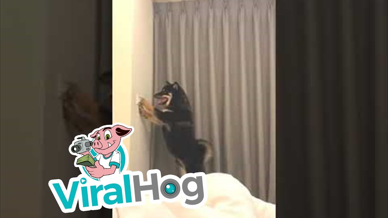 Vlasnicima se život pretvorio u noćnu moru kad je njihov pas saznao za što služi prekidač na zidu