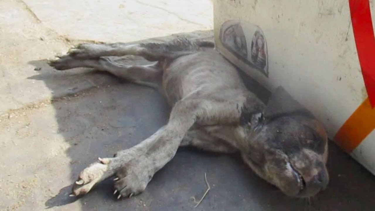 Psić je ležao kraj stare kartonske kutije i umirao, a onda je konačno netko došao po njega i napravio čudo