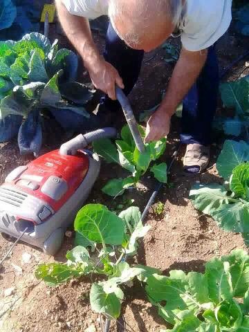 Stariji muškarac je pokazao kako uzgaja i čisti vlastito povrće, njegova ideja će vas nasmijati