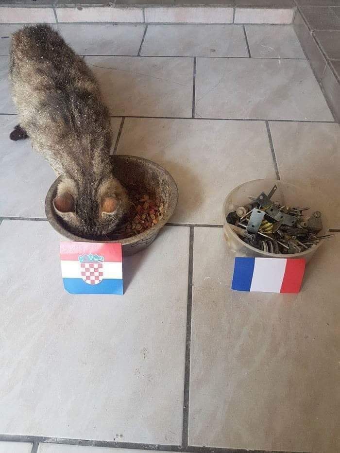 Vidovita maca predvidjela je pobjednika finala Svjetskog prvenstva, odluka nije bila teška