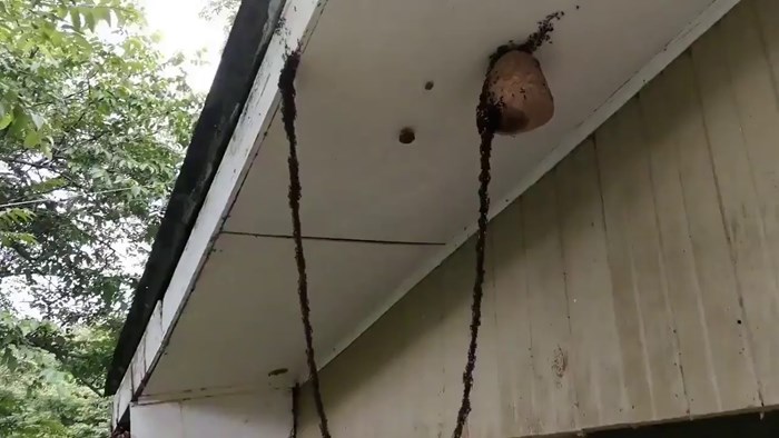 VIDEO Tisuće mravi napale osinjak na nevjerojatan način, vlasnik kuće nije mogao vjerovati svojim očima
