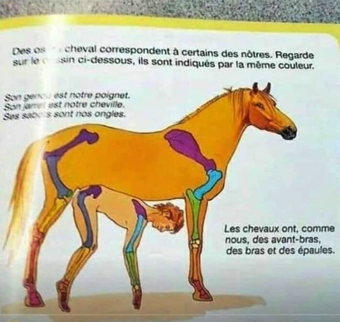 U udžbeniku su pokušali pokazati sličnost anatomije ljudi i konja, rezultat je mnoge neugodno iznenadio