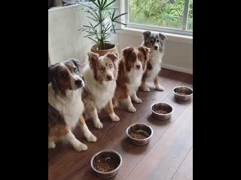 Vlasnik je poredao posudice s hranom pa pokazao zbog čega tvrdi da ima najbolje pse na svijetu