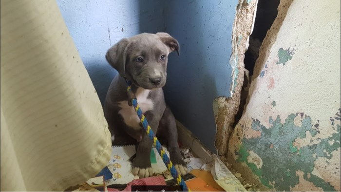 U napuštenoj staroj kući čulo se lajanje, pronašli su usamljenu pseću obitelj koja je hitno trebala pomoć