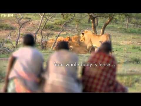 VIDEO Lovci iz afričkog plemena pokazali su kako kradu plijen čoporu gladnih lavova