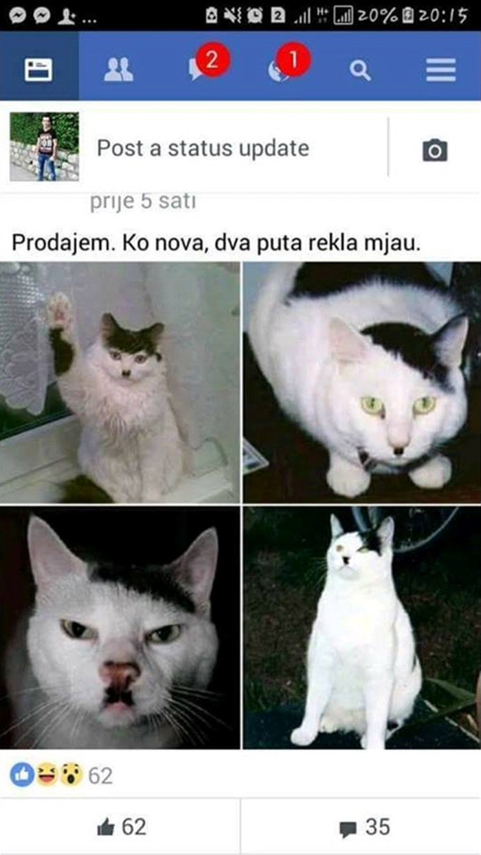 Mladić je objavio smiješan oglas za prodaju mačke, vidjet ćete zbog čega ima puno zainteresiranih kupaca