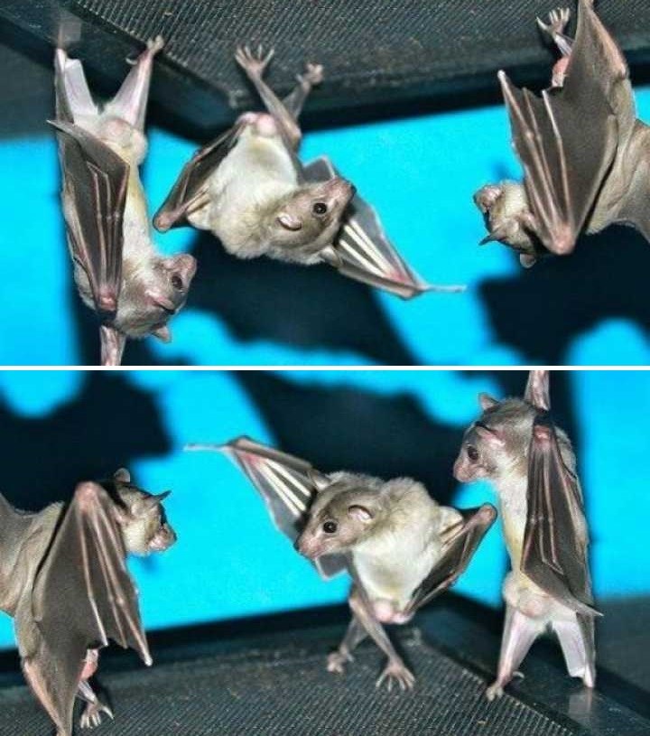 Fotografija visećih šišmiša izgleda urnebesno kada je okrenete naopačke