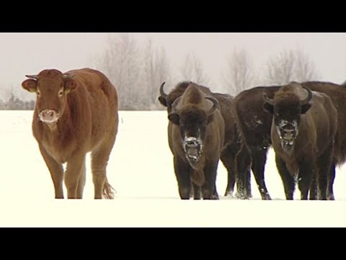 VIDEO Krava nestala s farme pa nekoliko mjeseci kasnije pronađena u krdu divljih bizona