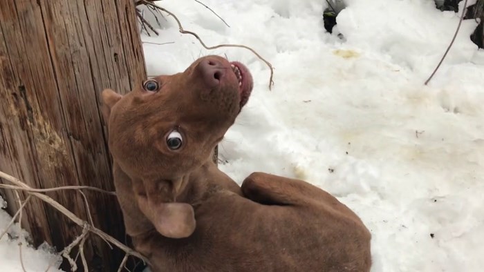 VIDEO Žena spasila gladnog psa koji je ležao kraj ceste u snijegu, njegovi uzvici će vam slomiti srce