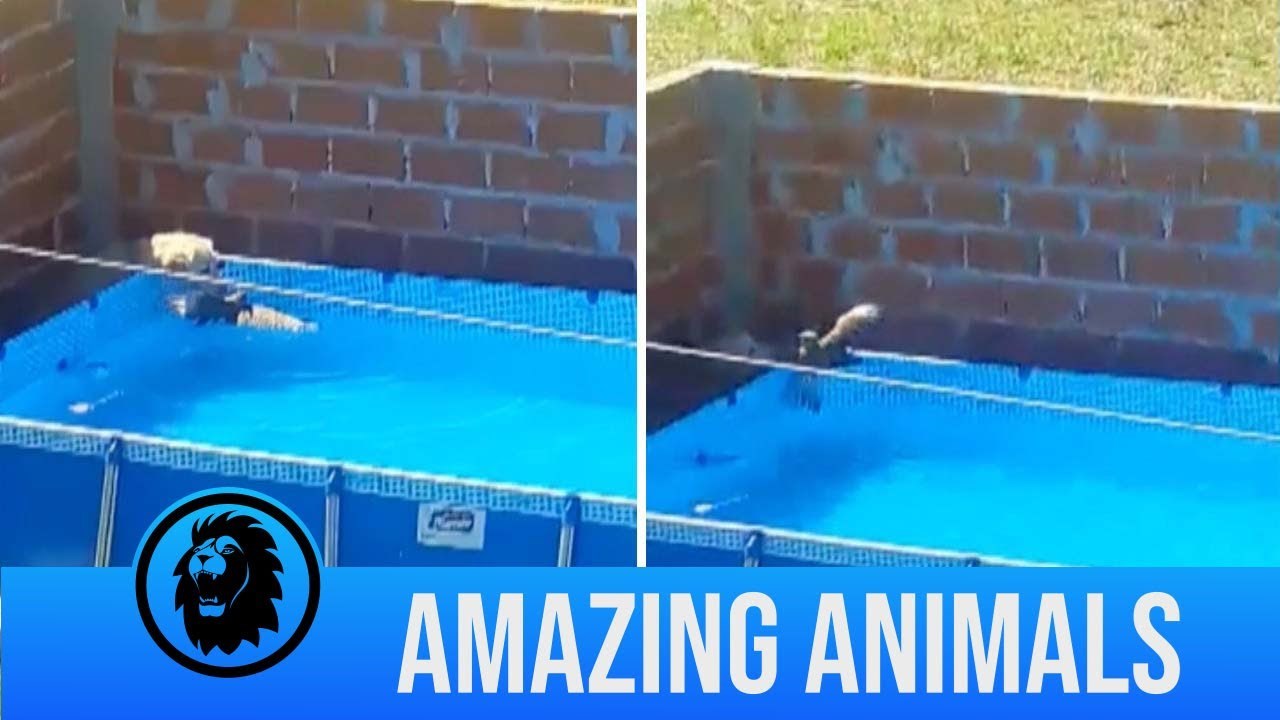 VIDEO Pas je primijetio da se ptica utapa u bazenu pa je učinio sve što je mogao kako bi je spasio