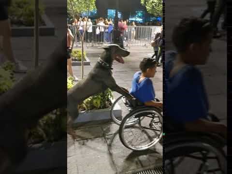 VIDEO Invalid je prolazio kroz masu ljudi, svi su bili oduševljeni kad su vidjeli što njegov pas radi