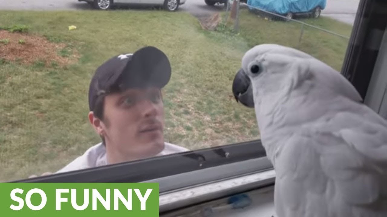 VIDEO Ovaj mali kakadu bio je vrlo uzbuđen kad je vidio poznato lice, pogledajte kako je reagirao!