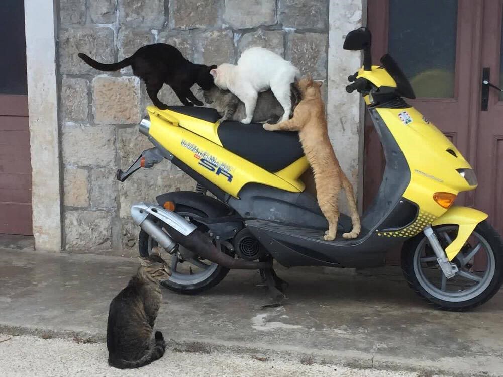 Dalmatinac ostavio skuter kraj kuće. Kad se vratio, dočekao ga je smiješan prizor