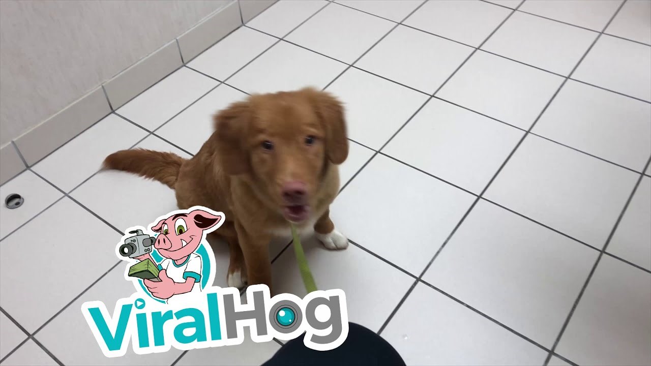 VIDEO Pas je u hotelu otrovan jakom drogom, nuspojave će vam izmamiti suze na lice