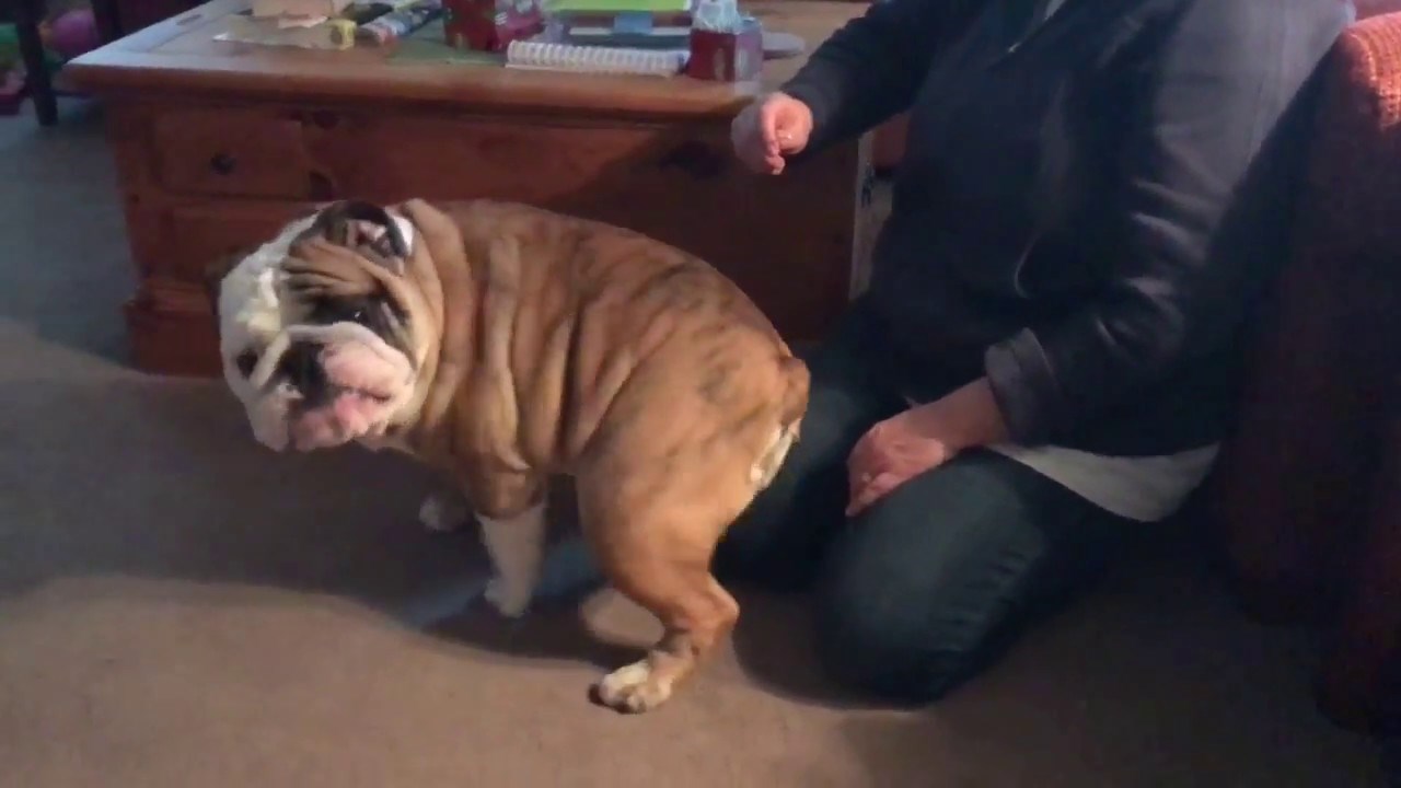 VIDEO Htjeli su mu očistiti uši, no buldog je imao bolji plan, vlasnica se nije mogla prestati smijati!