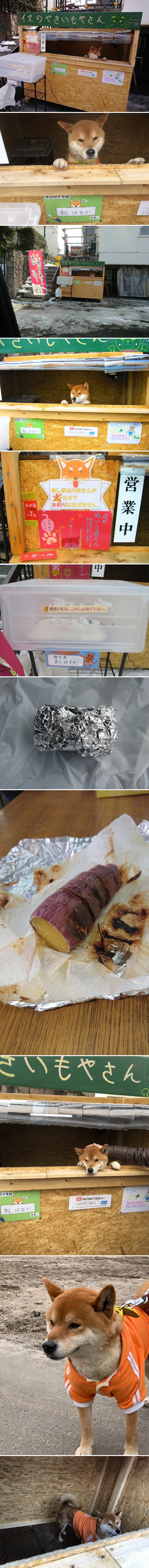 Možda vam zvuči kao šala, no na ovom štandu ulične hrane radi pas