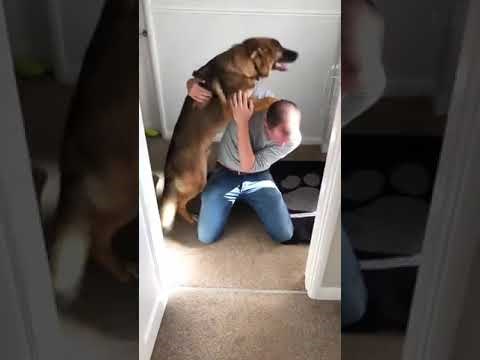 VIDEO Pas je vidio vlasnika prvi put nakon 2 mjeseca, jasno mu je pokazao koliko mu je falio