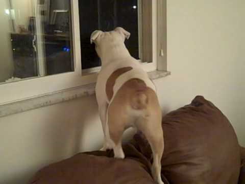 OVAKO IZGLEDA SREĆA Pas je bio potpuno izvan sebe kad je prvi put nakon 3 tjedna ugledao gazdu