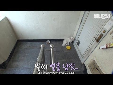 Napušteni pas je danima čekao ispred praznog stana, ljudi su pronašli vlasnika i saznali što se dogodilo