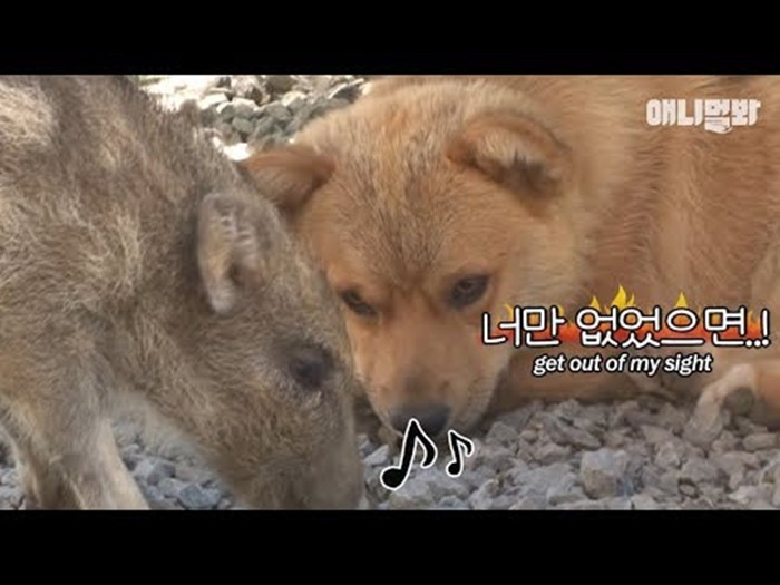 VIDEO Pas razočaran zbog novog ljubimca: Njega ignoriraju, a divljoj svinji češkaju dupe!